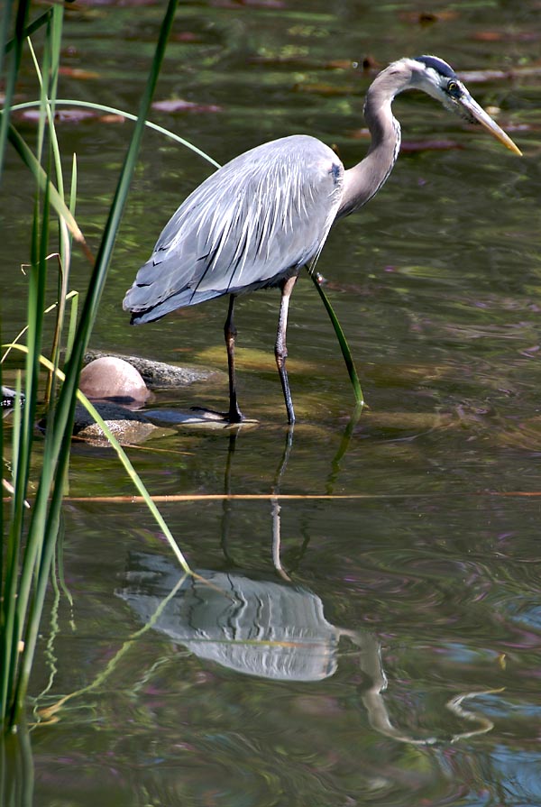 Great Blue Heron