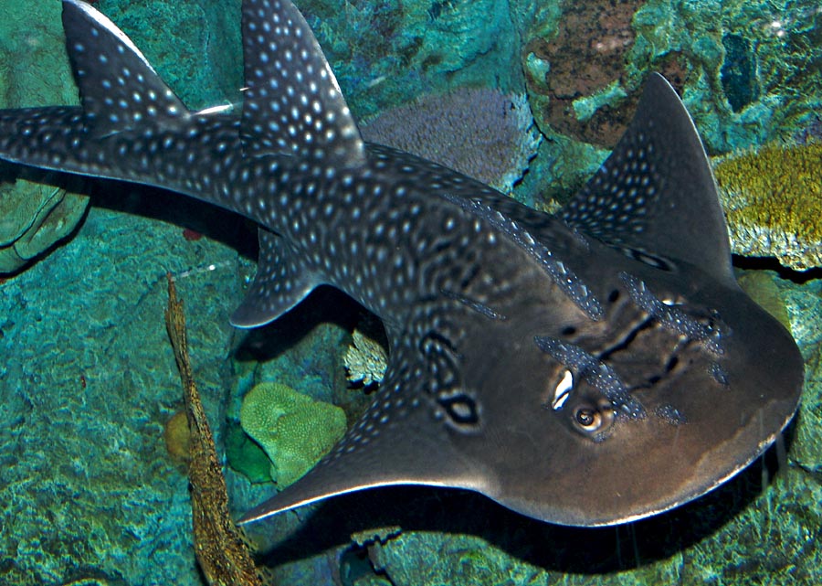 Bow mouth guitarfish