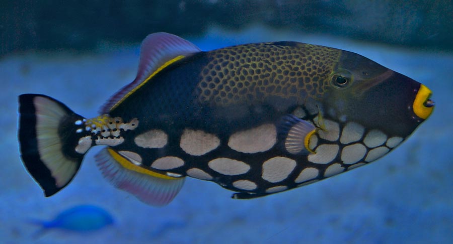 Clown Triggerfish