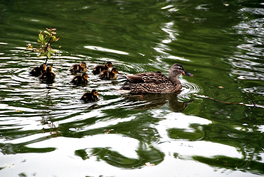 Mrs. Mallard and many offspring