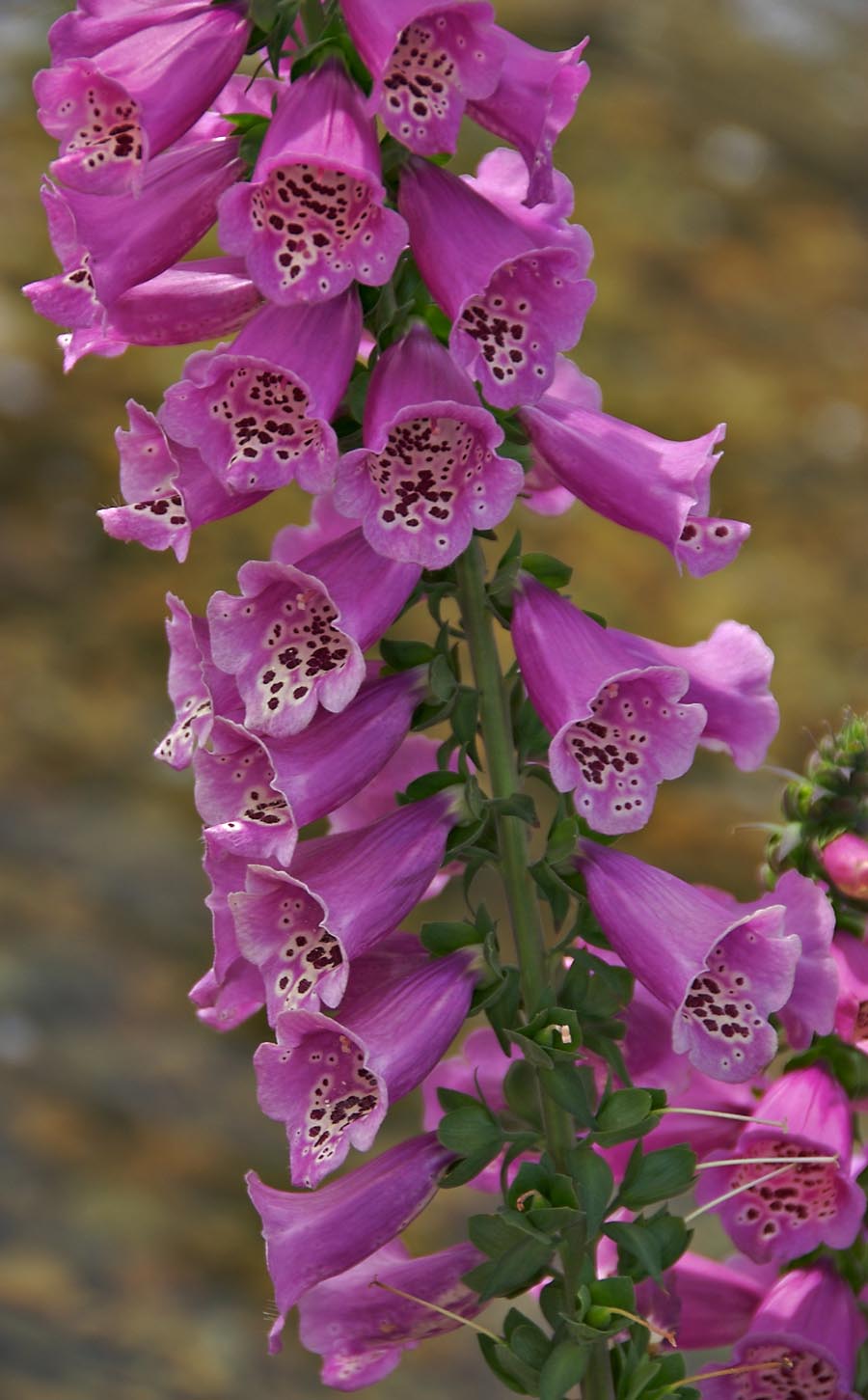 Foxglove