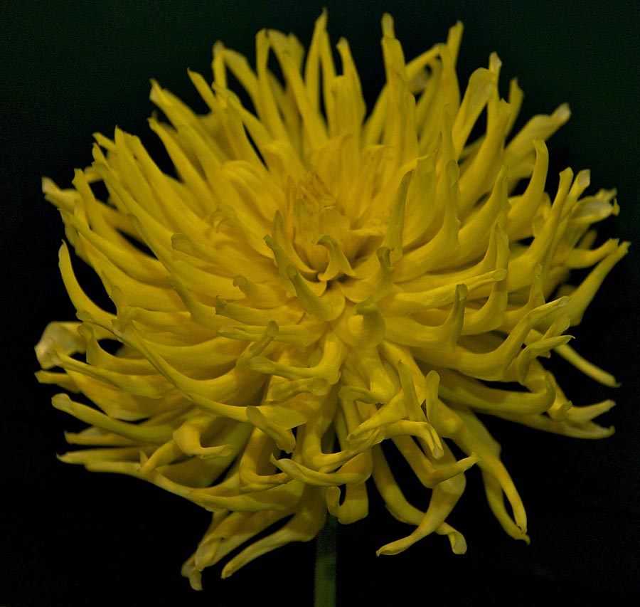 Dahlia