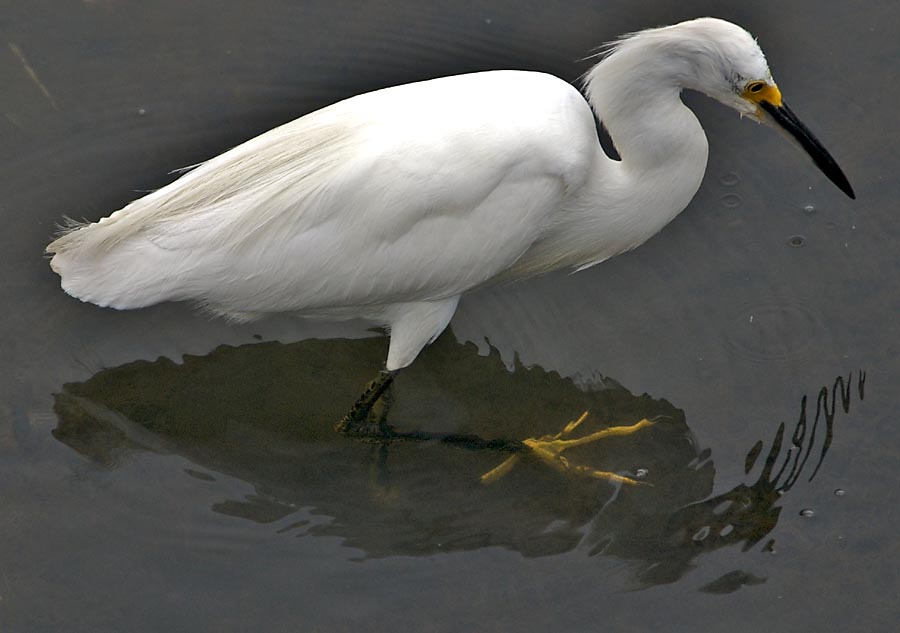 Snowy Egret