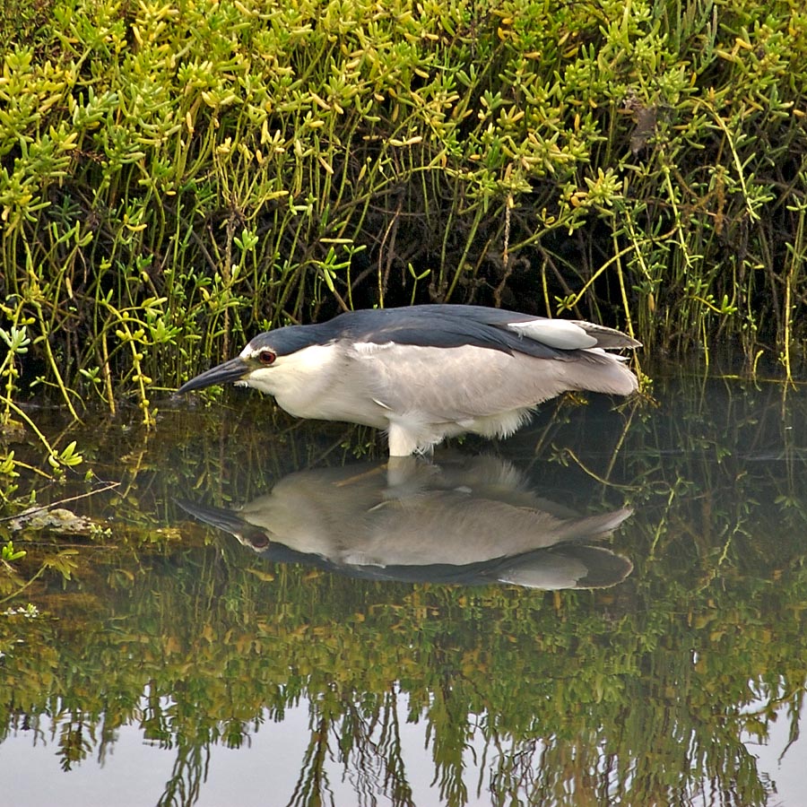 Night Heron stalking