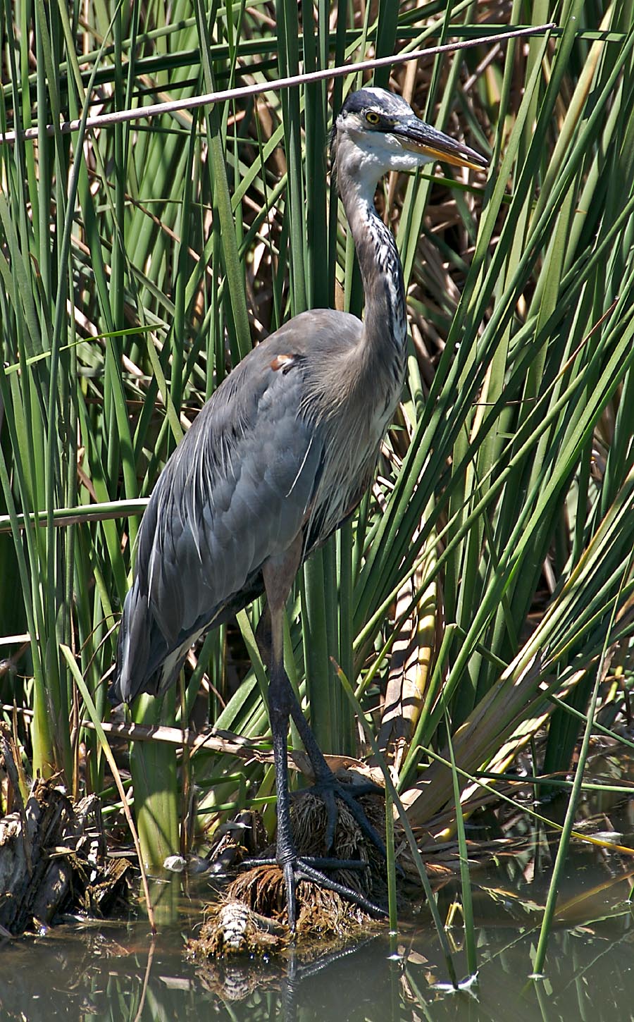 Great Blue Heron