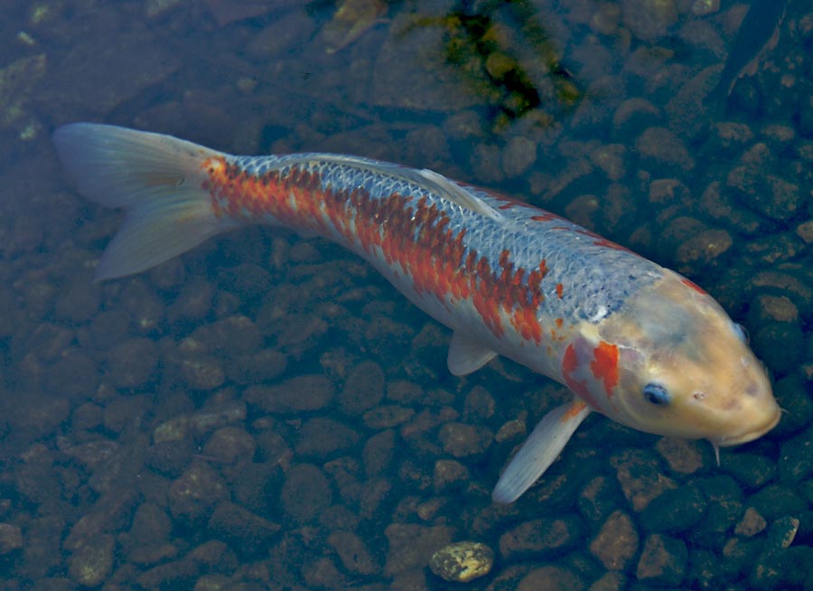 Koi