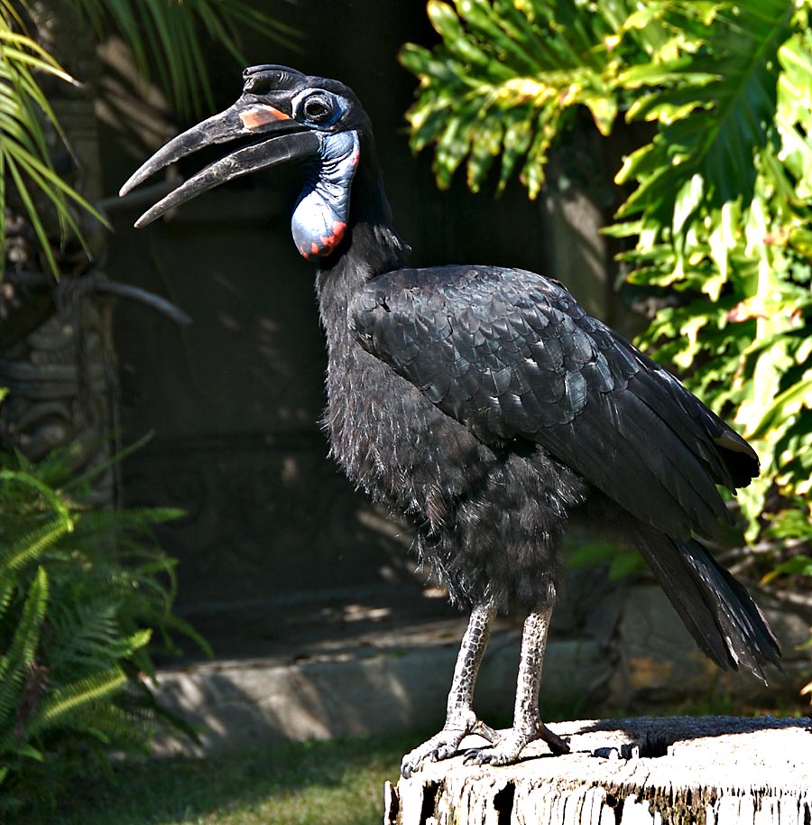 Abyssinian Ground Hornbill