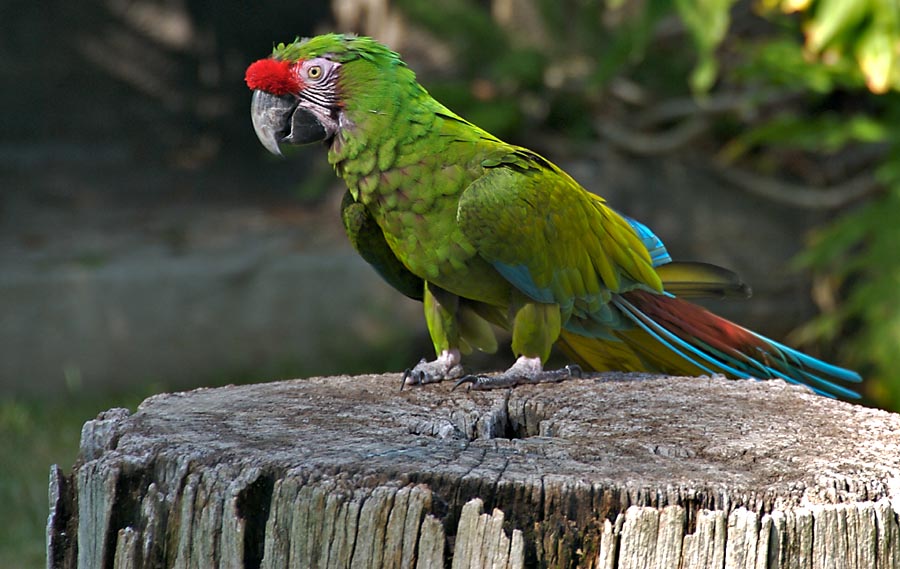 Macaw