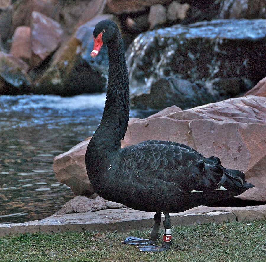 Black swan