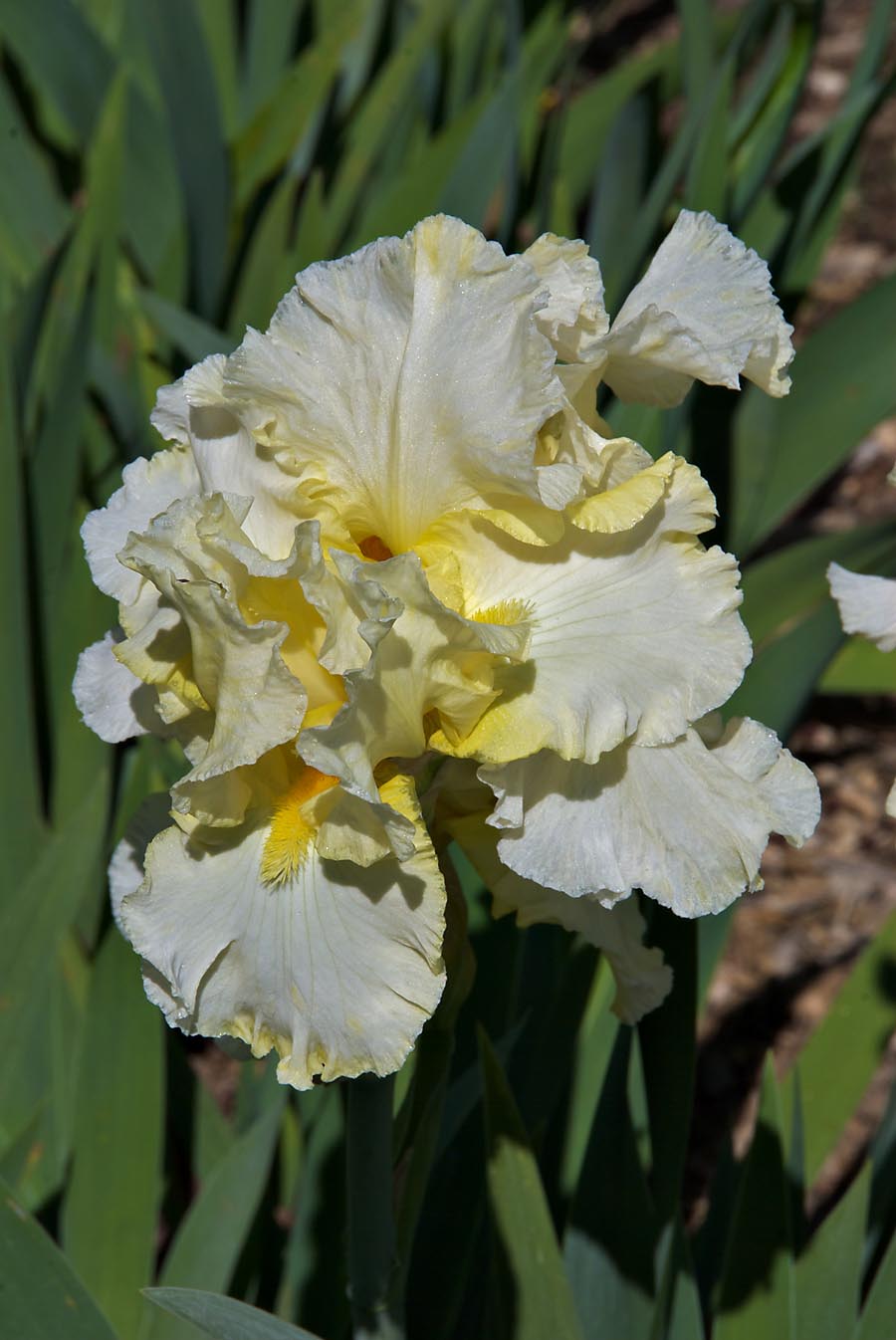 Iris