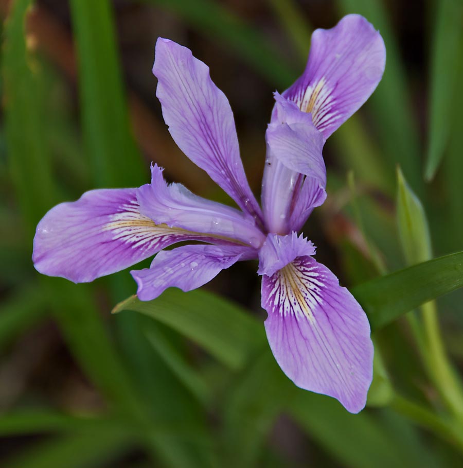 Iris