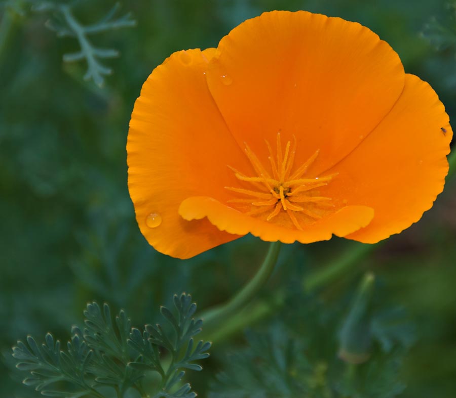 California poppy