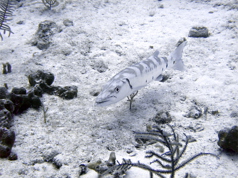 Baracuda Just Above Bottom