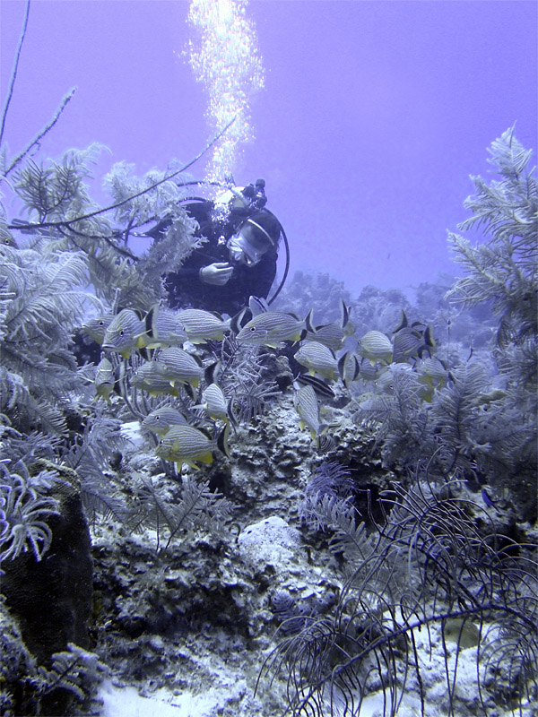 Diver at the Gully