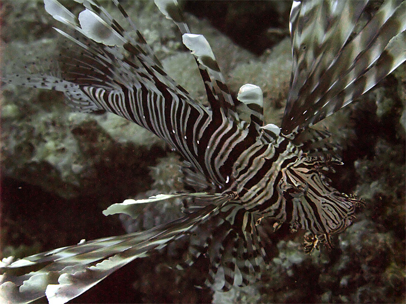 Hunting Lionfish 01