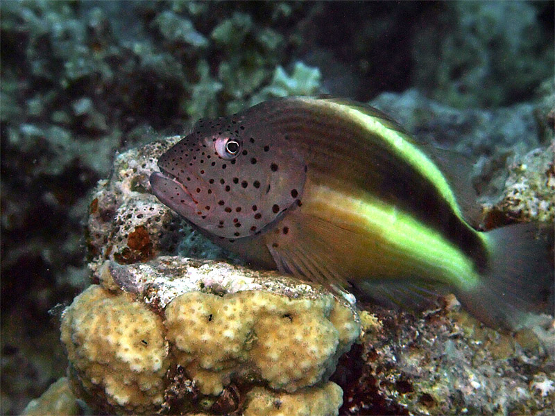Perched Fish 01
