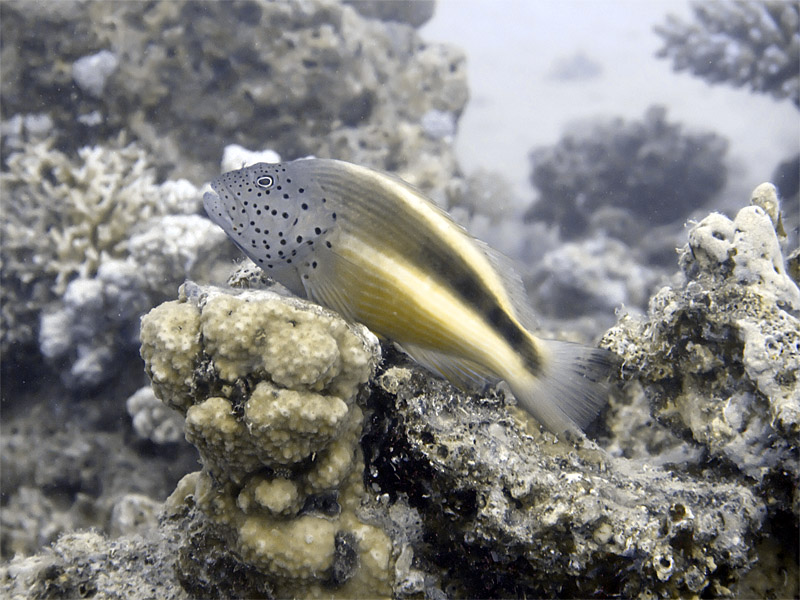 Perched Fish 02