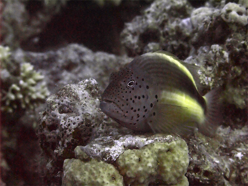 Perched Fish 03