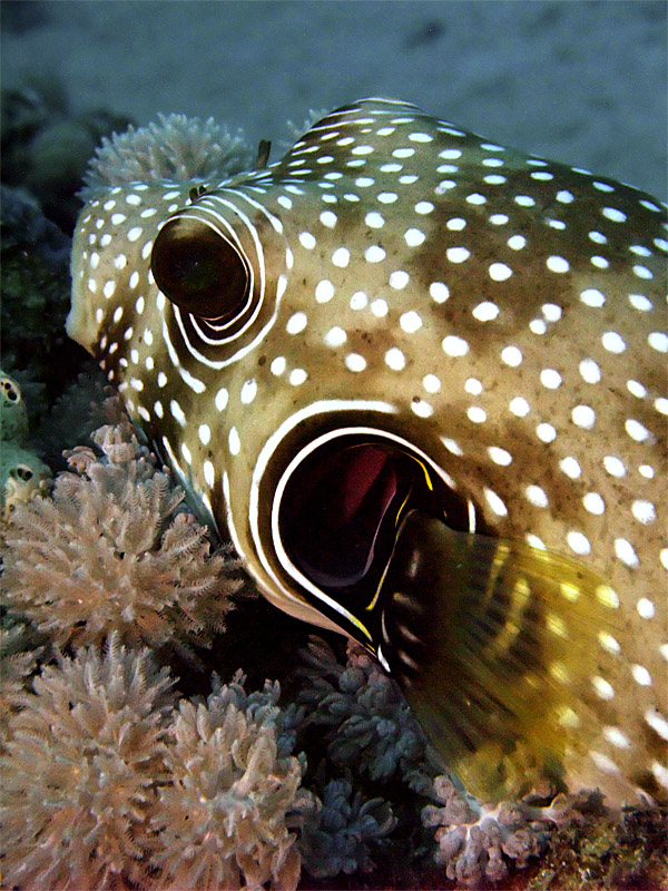 Puffer Fish 03