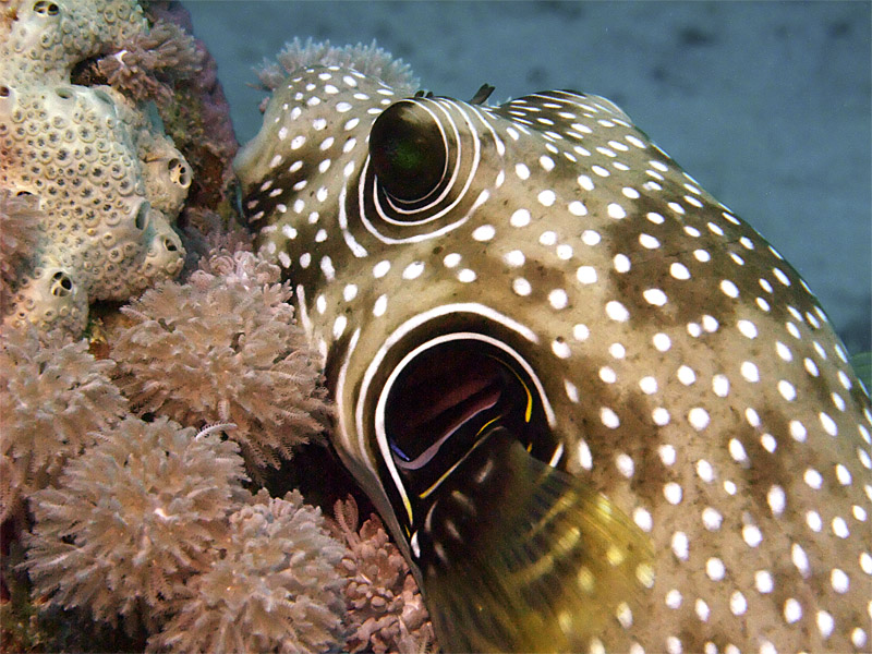 Puffer Fish Being Cleaned 02