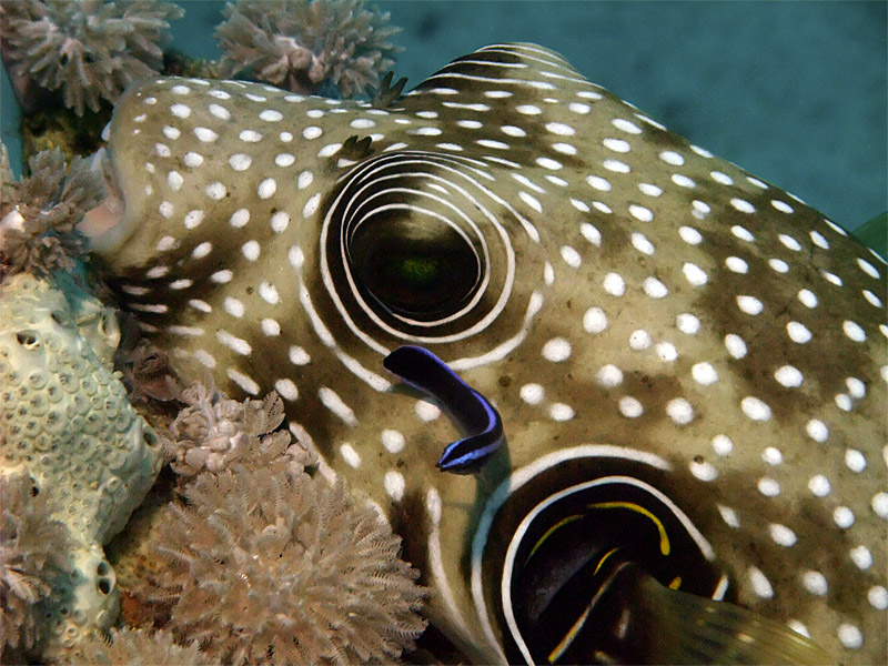 Puffer Fish Being Cleaned 04