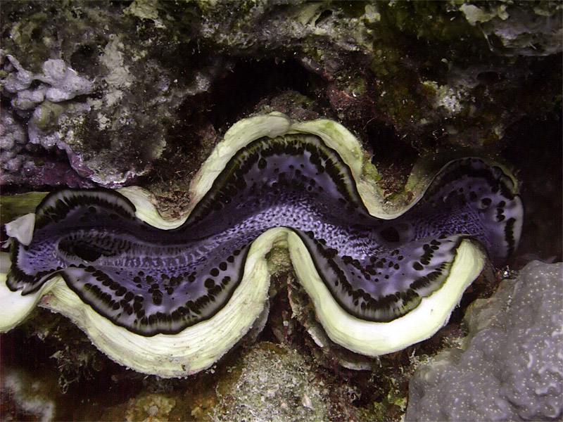 Blue Clam 01