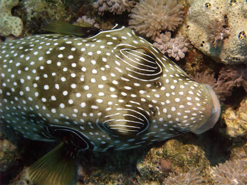 Puffer Fish From Above