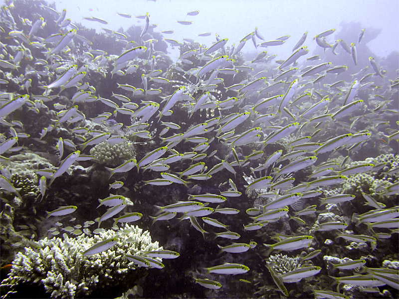 Hunted Fish