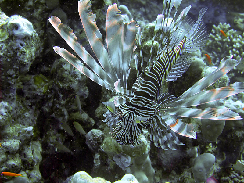 Hunting Lionfish 11