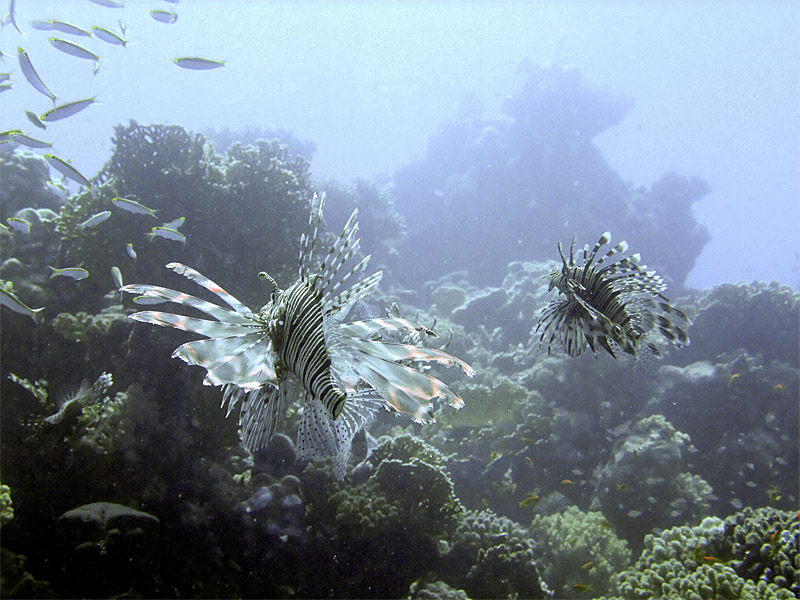 Hunting Lionfish 12