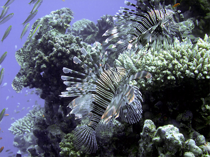 Hunting Lionfish 13