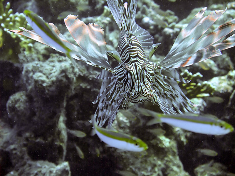 Hunting Lionfish 14