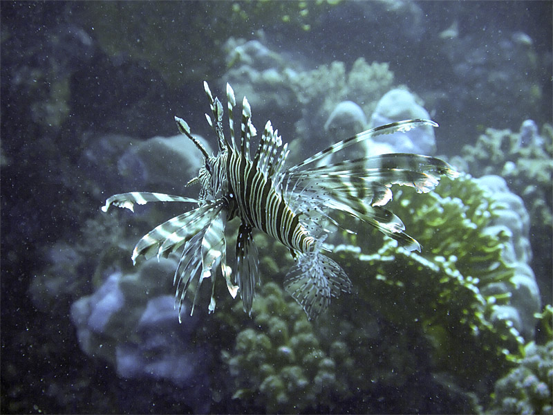 Hunting Lionfish 25