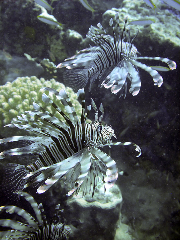 Three Hunting Lionfish