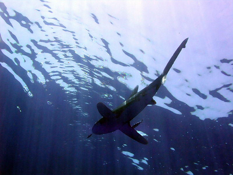 Oceanic Whitetip 13