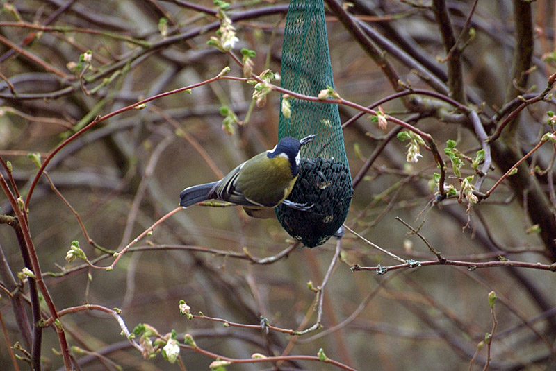 Great Tit on Sunflower Seeds