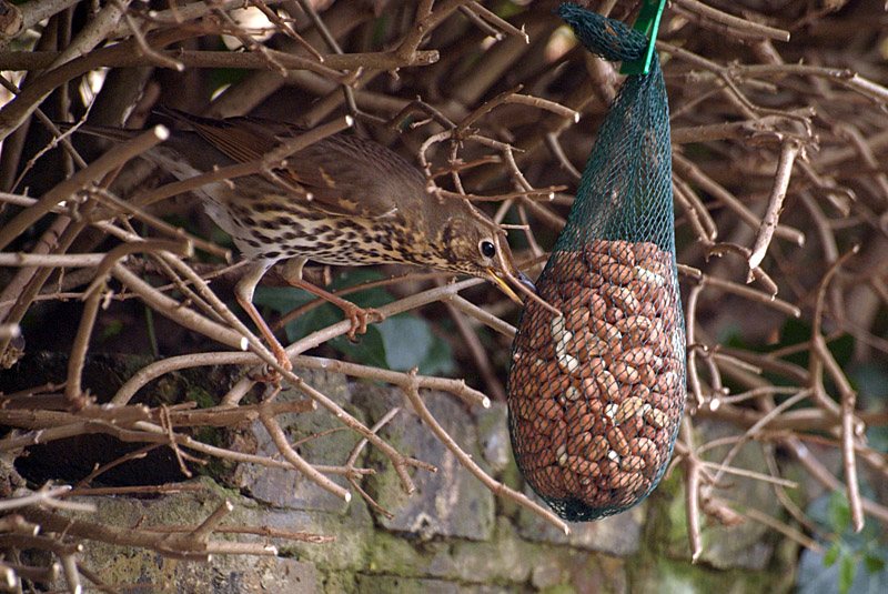 Thrush Eating Peanuts 02