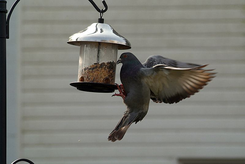 Pigeon at the Seed Feeder 03.jpg