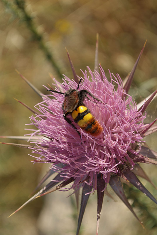 Large Bee on Thistle 03