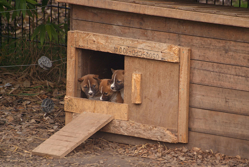 New Guinea Singing Dog Puppies 02