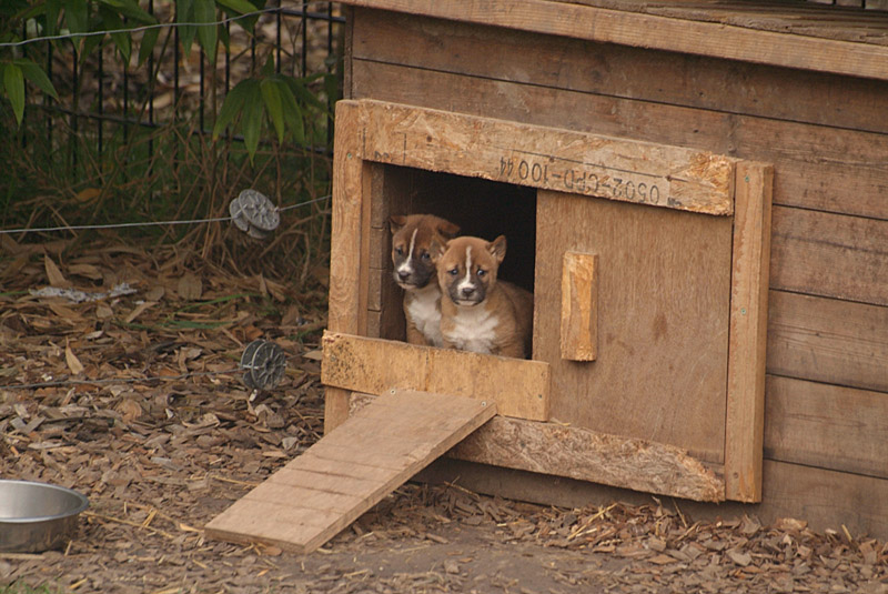 New Guinea Singing Dog Puppies 03