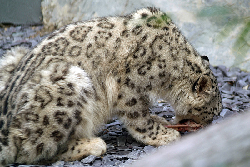 Snow Leopard Eating