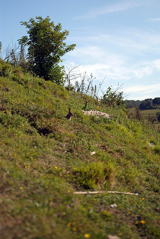 Rabbit at Temple Ewell-Lydden Nature Reserve