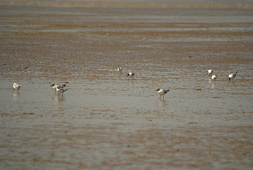 Black-Headed Gulls on the Beach 09