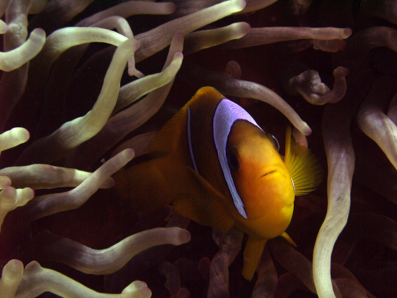 Two-Banded Anemonefish in Anemone  - Amphiprion Bicinctus 08
