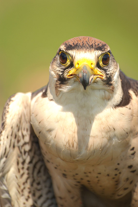 Lanner Falcon - Falco Biarmicus 04