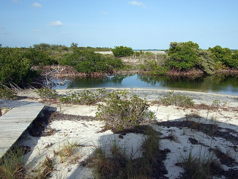 Mangroves Little Water Cay 02