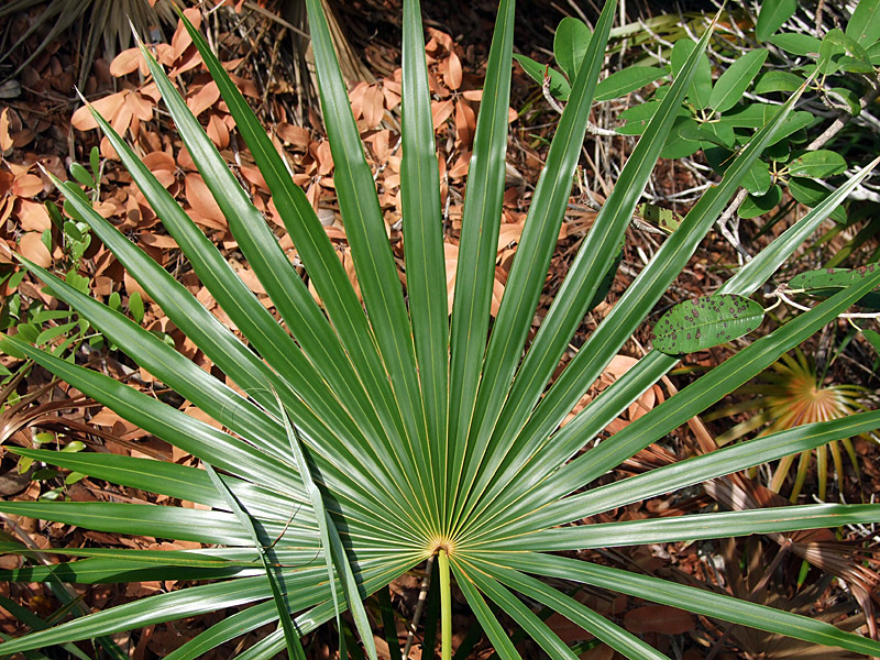 Spiky Green Leaf Little Water Cay