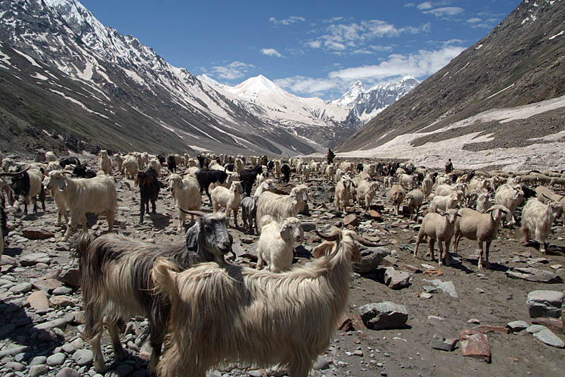 067 Sheep and Goats in Lahaul Valley 02