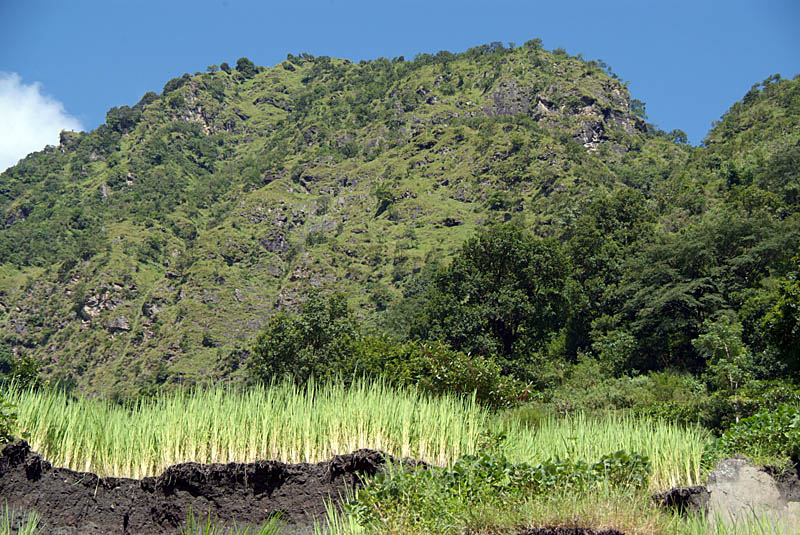 Edge of Rice Field Annapurna Round
